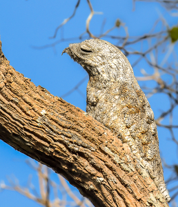 A Potoo - Camouflaged As A Tree Branch - Photo by Susan Case