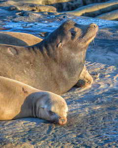 A Sea Lion and Pups Face First Light - Photo by John Straub