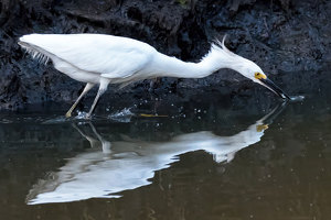 A Snowy Egret Reflects While Dining - Photo by John Straub