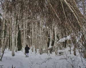 A Walk in the Snowy Woods - Photo by Ben Skaught