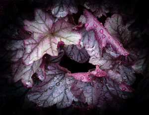 A Whorl of Coral Bells - Photo by Bob Ferrante