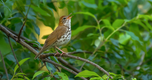 A Woodthrush Singing for Love - Photo by Libby Lord