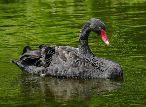 African Black Swan - Photo by Bruce Metzger