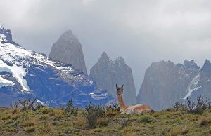 Alert Guanaco Resting In The Andes - Photo by Louis Arthur Norton