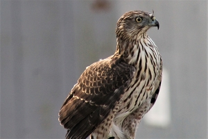 Alert Hawk - Photo by James Haney