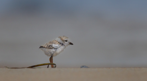 Alone on the Beach-Piping Plover Chick - Photo by Danielle D'Ermo