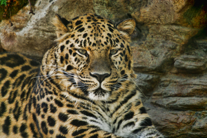 Amur Leopard Male 2 - Photo by Richard Busch