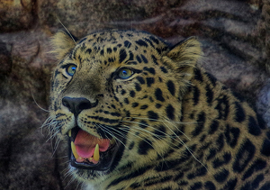 Salon HM: Amur Leopard by Richard Busch