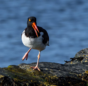 An American Oystercatcher Sings and Dances - Photo by John Straub