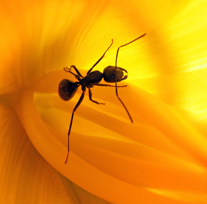 Class A 2nd: Ant in a flower by Ron Thomas