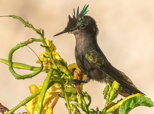 Antillean Crested Hummingbird - Photo by Libby Lord
