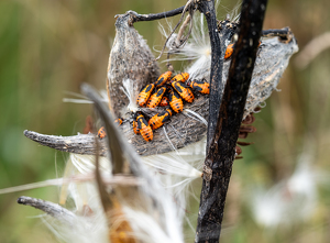 Aphids on Milkweed - Photo by Quannah Leonard