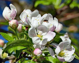 Apple Blossom Time in North Bloomfield - Photo by John Clancy