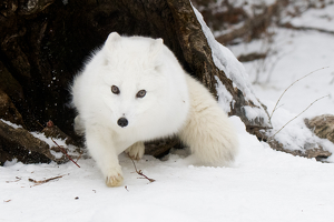Arctic Fox Stepping out of Shelter - Photo by Danielle D'Ermo