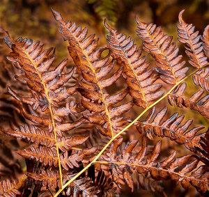 Autumn Ferns - Photo by John Straub