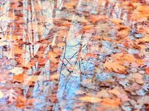 Autumn Reflections - Photo by Quyen Phan