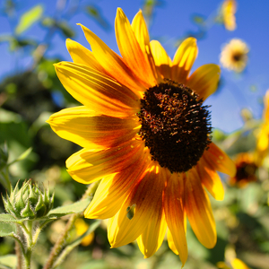 Autumn sunflower - Photo by Pamela Carter
