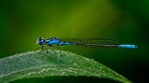 Azure Bluet Damselfly - Photo by John McGarry
