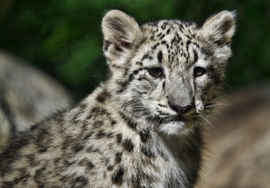 Baby Snow leopard - Photo by Richard Busch
