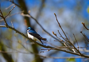 Backyard Bird - Photo by Cheryl Picard