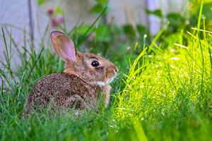 Backyard Bunny - Photo by Chris Riggs