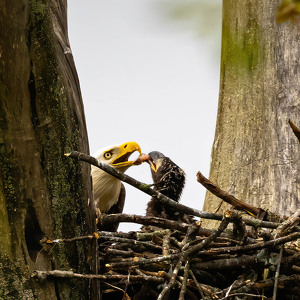 Bald Eagle feeding nestling - Photo by Nancy Schumann