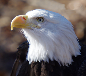 Bald Eagle - Photo by Richard Busch