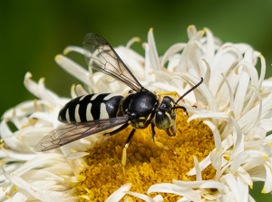 Bald Faced Hornet Seeking Nectar - Photo by Bob Ferrante