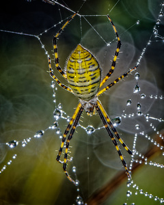 Banded Argiope - Photo by John McGarry