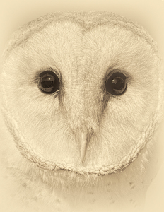 Class B 2nd: Barn Owl Portrait by Merle Yoder