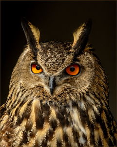 Barn Owl - Photo by Frank Zaremba, MNEC