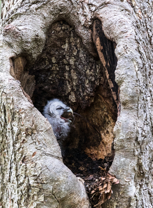 Barred Owl eating prey - Photo by Nancy Schumann