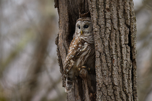 Salon HM: Barred Owl in my backyard by Jeff Levesque