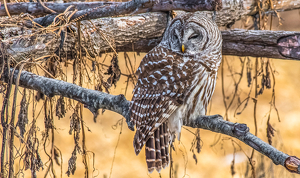 Barred Owl in the Garden - Photo by Libby Lord