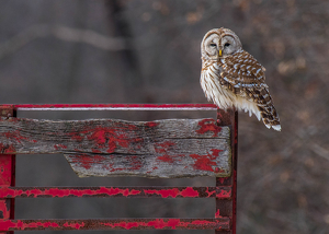 Barred Owl on a hay wagon - Photo by Libby Lord