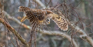 Barred Owl on the Hunt - Photo by Libby Lord