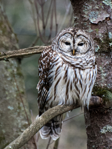 Barred Owl - Photo by Linda Fickinger