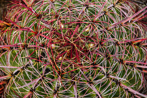 Barrel Cactus - Photo by Jim Patrina