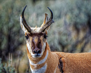 Battle Scarred Pronghorn - Photo by John McGarry