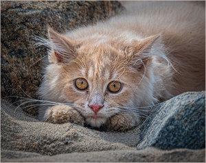 Beach Kitten - Photo by John Straub