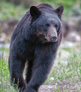 Bear on the run Yellowstone - Photo by John Parisi