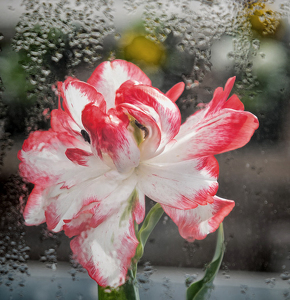 Beauty Through Greenhouse Glass - Photo by John Straub
