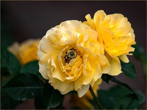 Bee Enjoying a Julia Child Rose - Photo by Susan Case