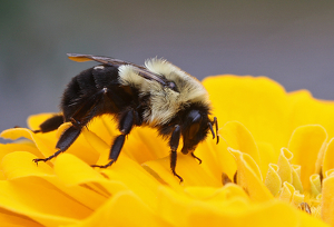 Bee on flower - Photo by Ron Thomas