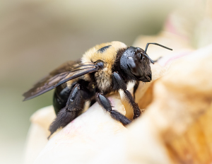 Bee Still - Photo by Bob Ferrante