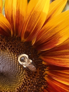 Bee the Sunflower - Photo by Quyen Phan