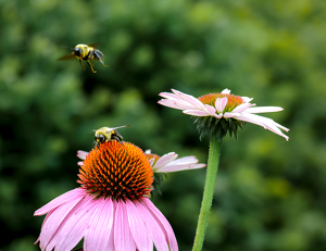 Bees Tag-teaming - Photo by David McCary
