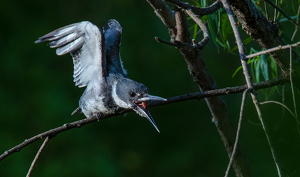 Belted Kingfisher Screeching - Photo by Libby Lord