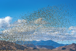Bird Migration in New Mexico - Photo by Lorraine Cosgrove