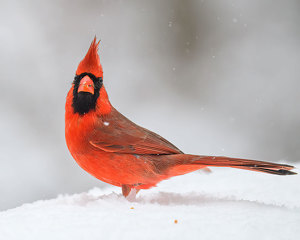 Bird Watching Right Back - Photo by John Straub